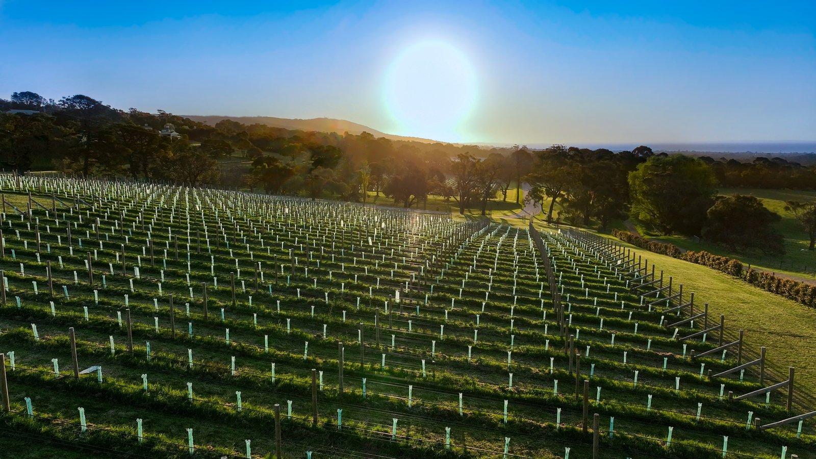 Red Hill, 3937, 3937